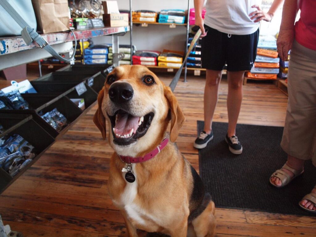 dog smiling in pet-friendly nwa